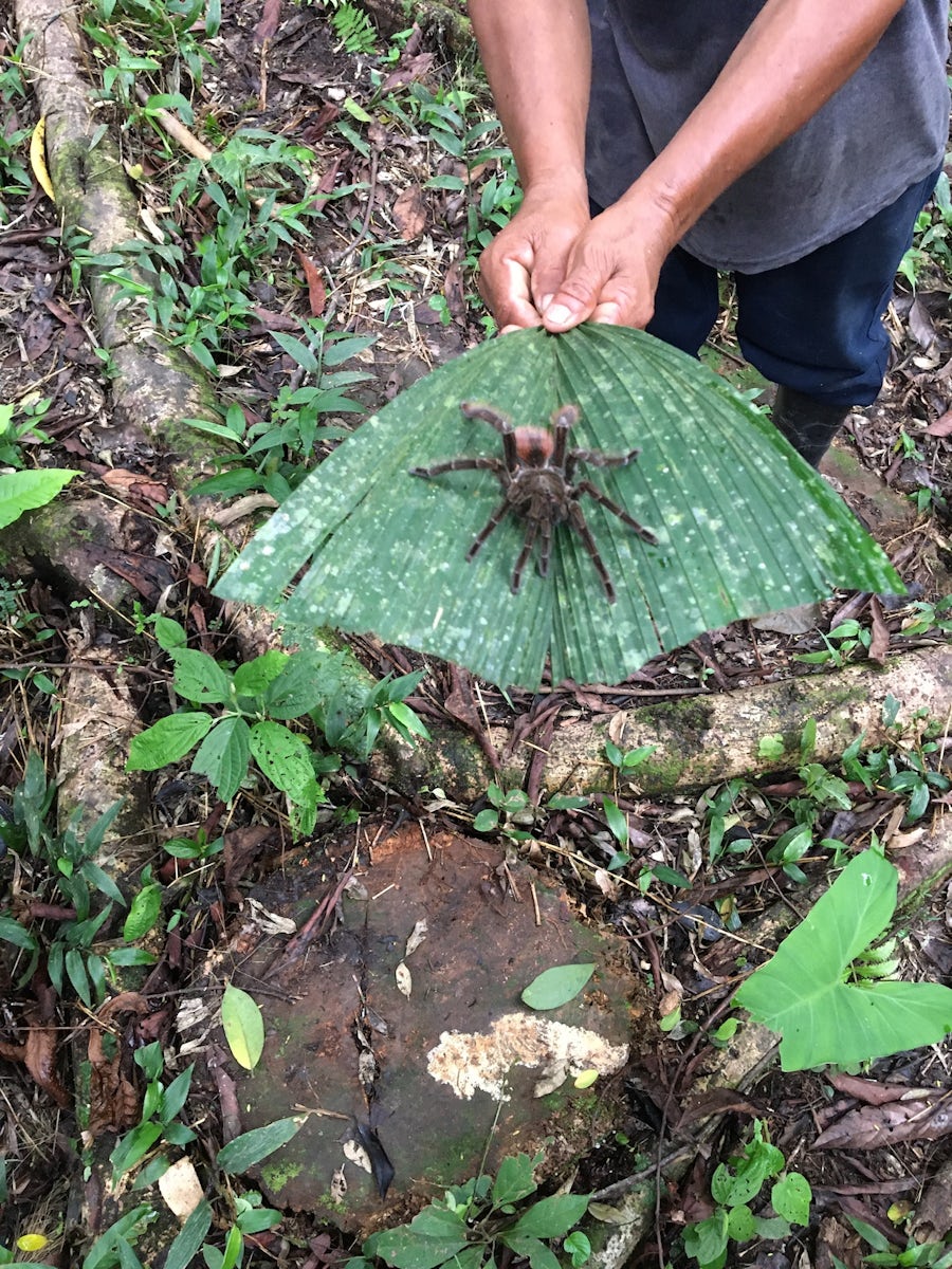 Never know what you'll see on a jungle walk.