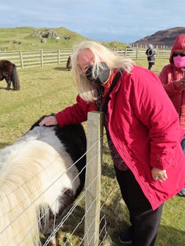 I "touched" a Shetland Pony! 
On the Shetland Islands. 