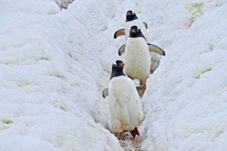 Penguin Highway - 