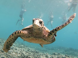 Excellent snorkelling trips