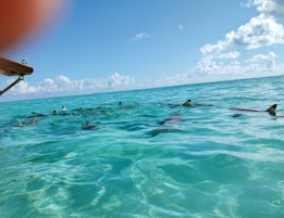 Sharks in water we swam with on tour Bora Bora
