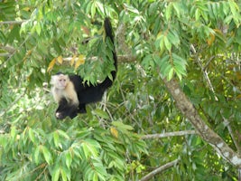 Capuchin in Panama