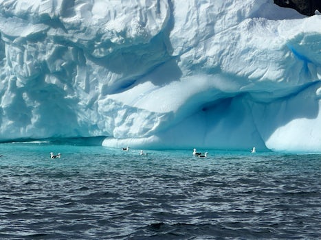 Huge beautiful icebergs everywhere 