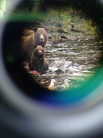 Bears through a scope lens