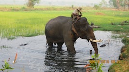 Working elephant on way to Yangoon