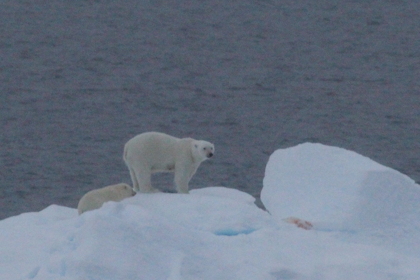 Mother and cub on ice floe