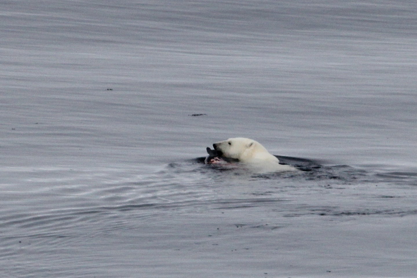 Polar bear with seal