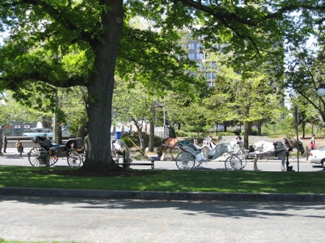Horse Carriage at Victoria