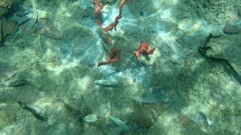 Snorkeling, St Lucia