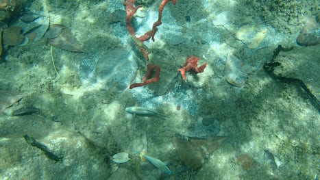 Snorkeling, St Lucia