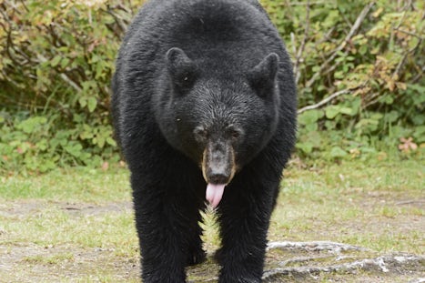 Bear sighting, one of ten bears to be on the lodge grounds in summer.