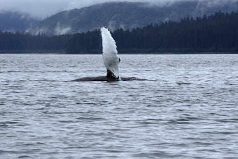 Pictorial Fin of Humpback Whale ready to slap the surface.