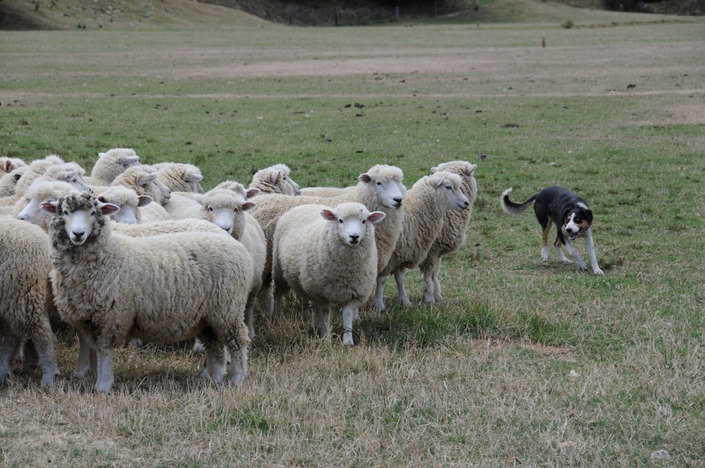 Sheep and working dog