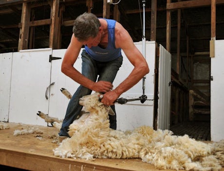 Sheep getting shorn