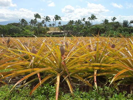 pineapples growing at Maui plantation on Best of Maui tour