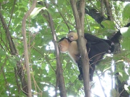 White faced monkey and baby