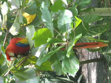 Macaw sanctuary