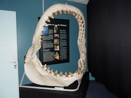 Shark jaw inside Noumea Aquarium