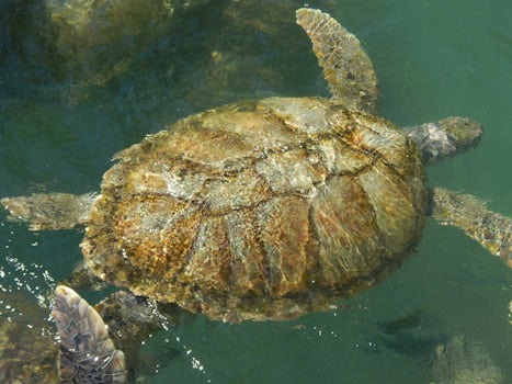 Close up of sea turtle