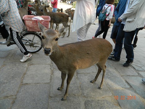 Deer Park at Nara