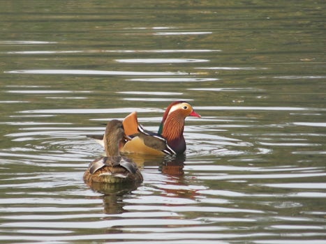 Ducks on the lake at Worlitz Park