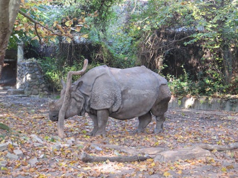Rhino at the Berlin Zoo
