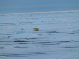 Our polar bear