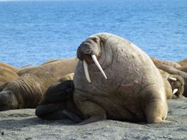 A bevvy of sunbaking walruses
