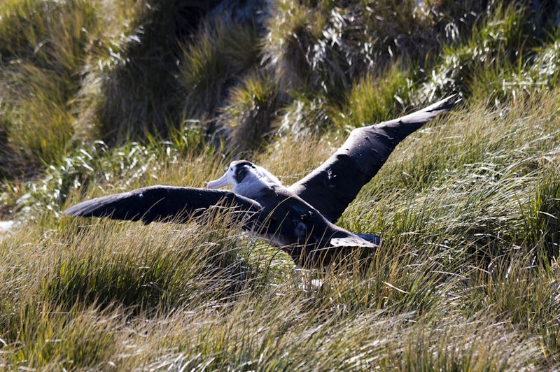 Albatross on Prion Island