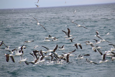 birds Akaroa wildlife cruise