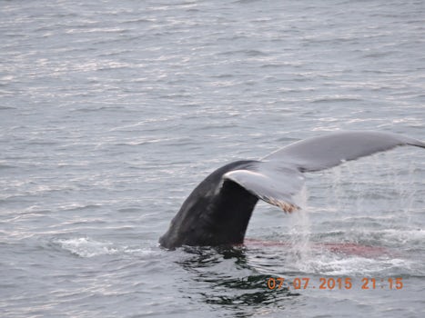 Humpback Whale Tailfin