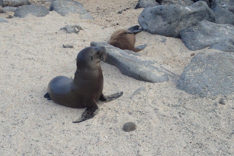 two week old sea lion pup