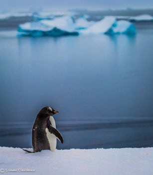 A Gentoo penguin welcomes Explorer guests ashore at Port Lockroy, Antartica