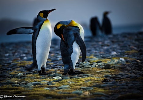 King Penguins on the Falkland islands
