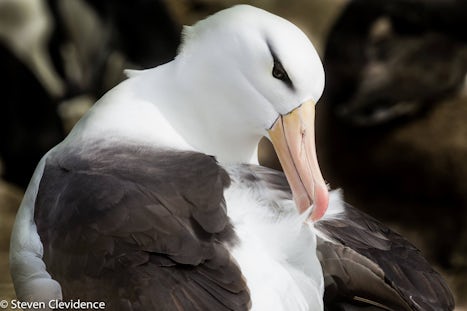 Black Browed Albatross nesting in a penguin colony in South Georgia
