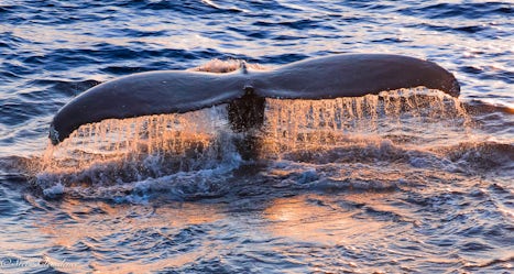 Humpback whale dives in the light of the setting sun