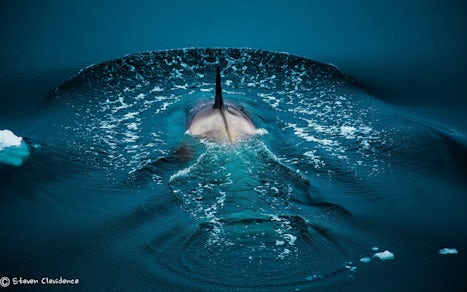 Antarctic Orca