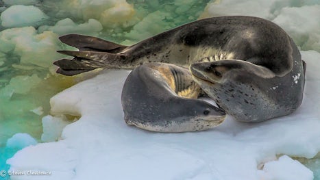 Leopard Seal and pup resting on the ice flow