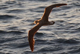 Shearwater bird picture taken from the front of the ship deck 5