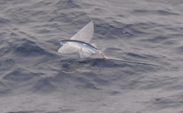 Flying fish , picture taken from the front of the ship deck 5