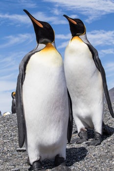 Falkland King Penguins