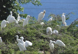 Egrets in the acacia trees.