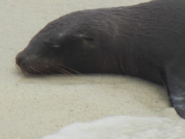 Very close and very wet sea lion resting on the beach.