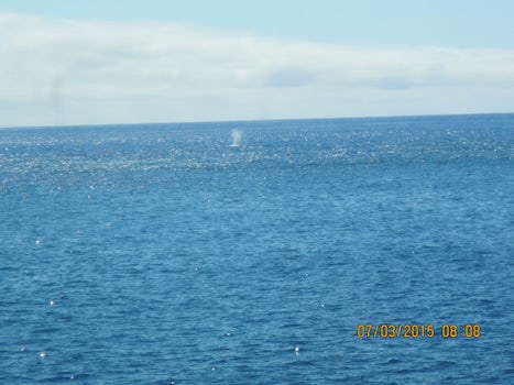 In the distance you can see a whale.  We were called to go on a quick trip