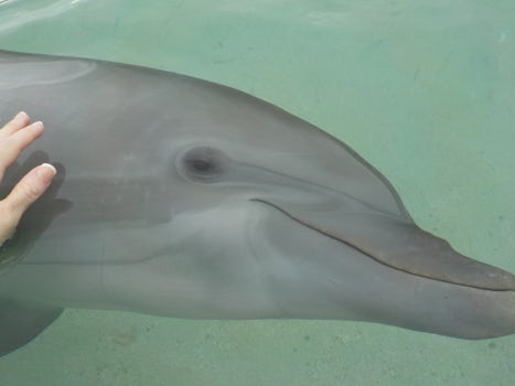 Tilly the dolphin