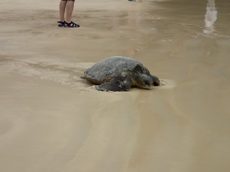 Sea turtle on the beach