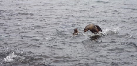 Playful sea lions