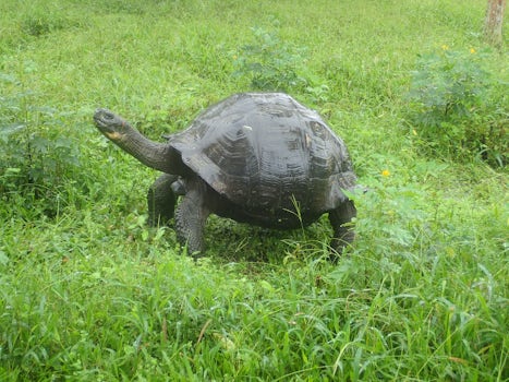 Giant tortoise posing