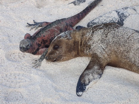 Baby sea lion napping with iguana