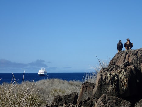 Galapagos hawks with Xpedition in background